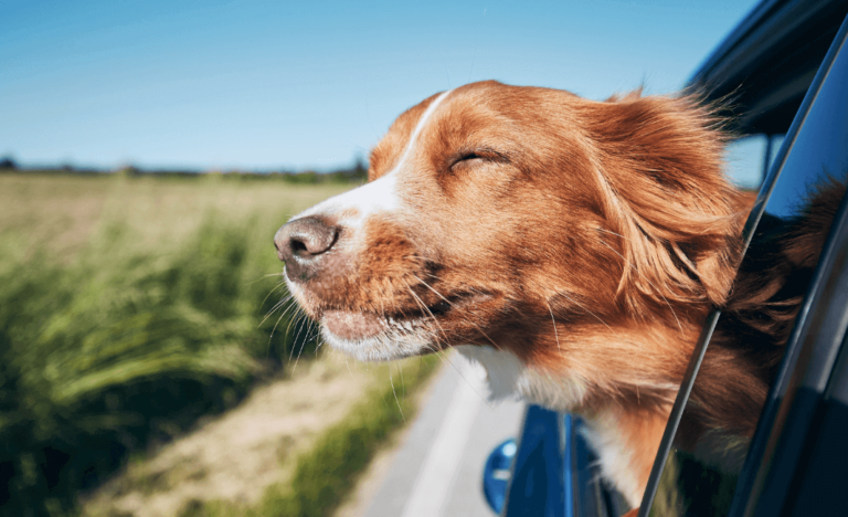 Why Dogs Pant in the Car