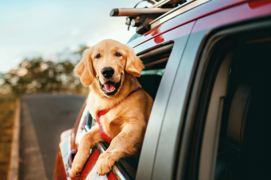 Car Accessories for Pet Owners: Travel Safety, Seat Protection & Travel Gear
