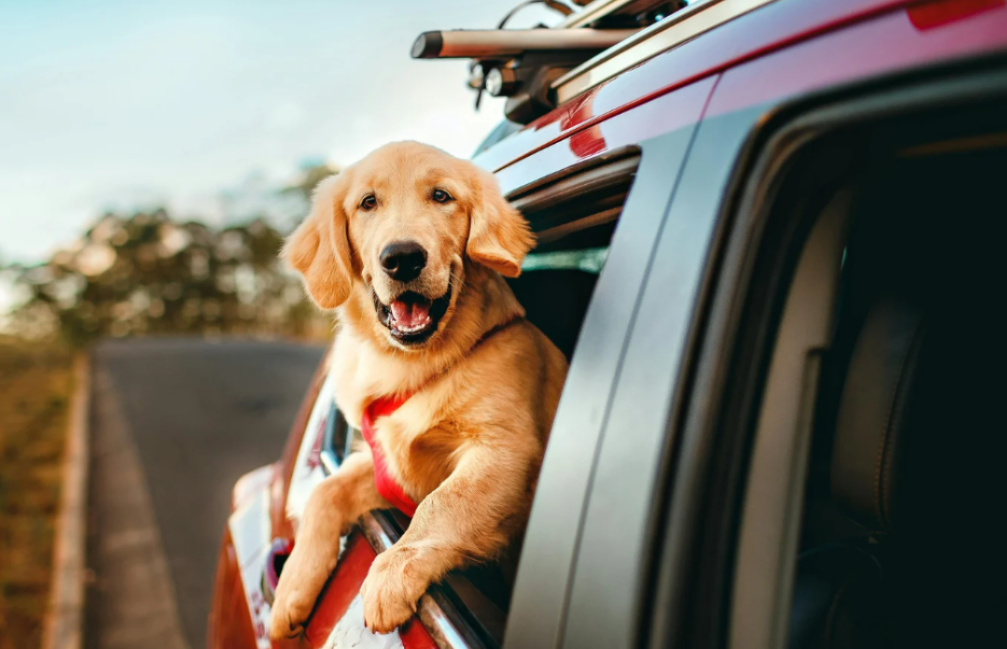Car Accessories for Pet Owners: Travel Safety, Seat Protection & Travel Gear